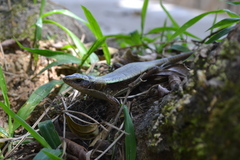 Zonosaurus madagascariensis