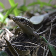 Zonosaurus madagascariensis