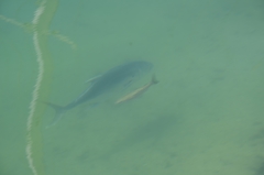 Caranx caninus