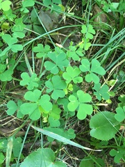 Oxalis grandis