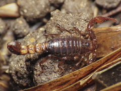 Scorpionoidea