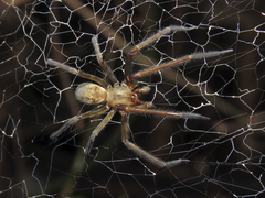 Austrochilus franckei