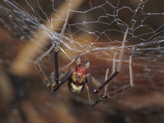 Austrochilus franckei