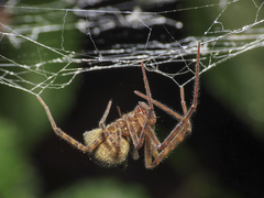 Austrochilus franckei