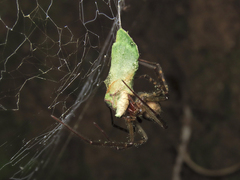 Jochroa chlorogastra