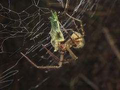 Austrochilus franckei