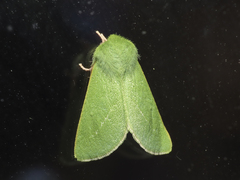 Jochroa chlorogastra