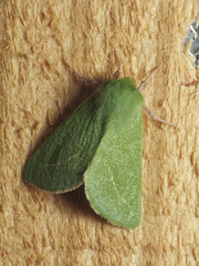 Jochroa chlorogastra