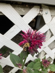 Bombus nevadensis
