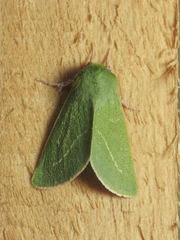Jochroa chlorogastra