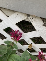 Bombus nevadensis