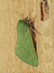 Jochroa chlorogastra