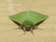 Jochroa chlorogastra