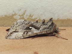 Autoplusia gammoides