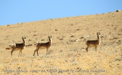 Procapra picticaudata