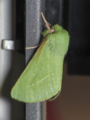Jochroa chlorogastra