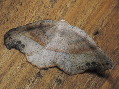 Syncirsodes primata