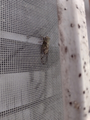 Pacarina puella