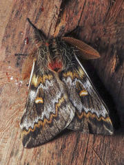 Ormiscodes schmidtnielseni