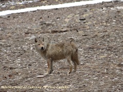 Canis lupus filchneri