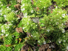 Dasyuris leucobathra