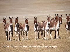 Equus kiang