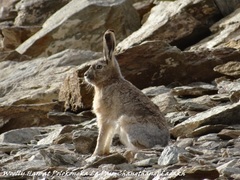 Lepus oiostolus