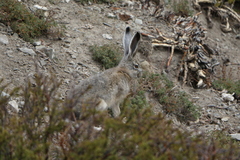 Lepus oiostolus