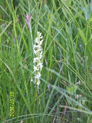 Platanthera dilatata leucostachys