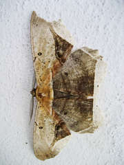 Chorodna metaphaearia