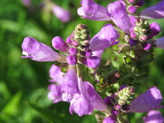 Physostegia ledinghamii