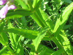 Physostegia ledinghamii
