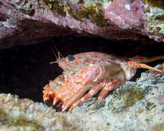 Goniosupradens hawaiensis