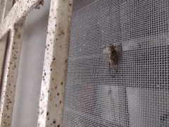 Pacarina puella