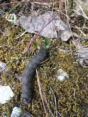 Proserpinus flavofasciata