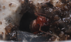 Myrmecocystus mendax