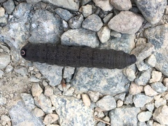 Proserpinus flavofasciata