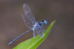 Pornothemis starrei