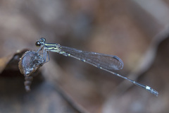 Mortonagrion arthuri