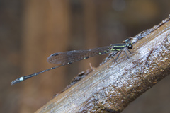 Mortonagrion arthuri