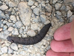 Proserpinus flavofasciata