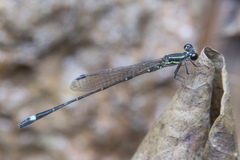 Mortonagrion arthuri