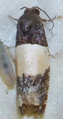 Epiblema tripartitana