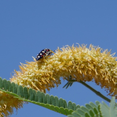 Acmaeodera gibbula