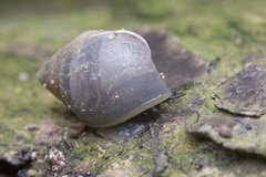 Pythia