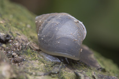 Pythia