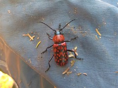 Poecilopeplus haemopterus