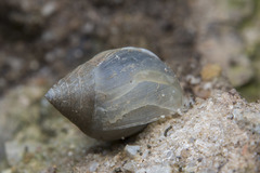 Pythia