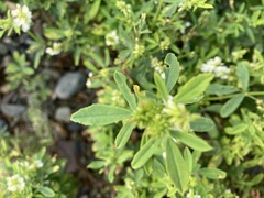 Melilotus albus image
