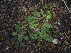 Francoa appendiculata